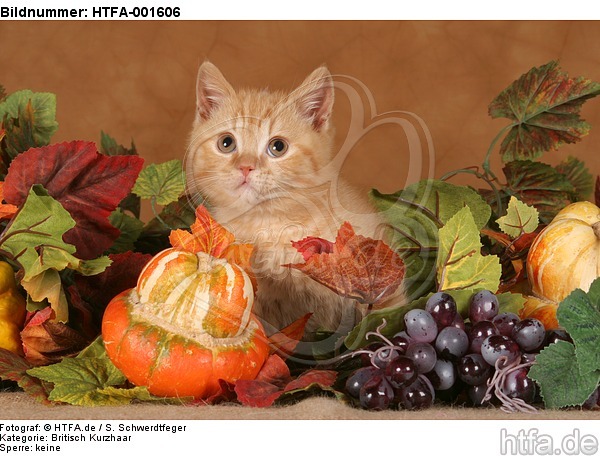 Britisch Kurzhaar Kätzchen / british shorthair kitten / HTFA-001606