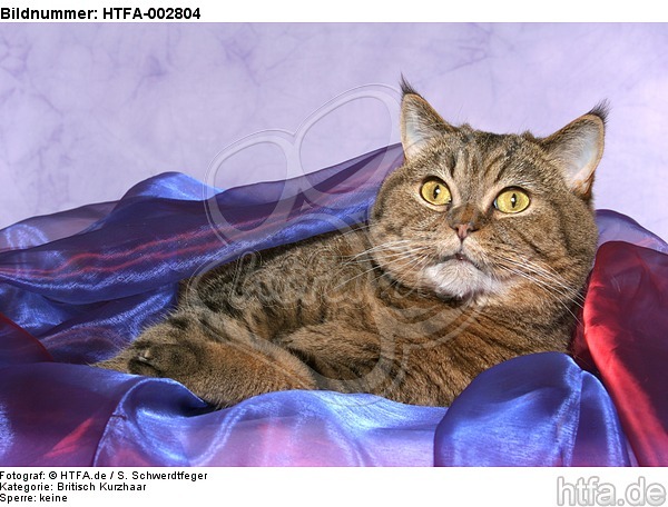 Britisch Kurzhaar / british shorthair / HTFA-002804