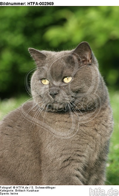 Britisch Kurzhaar Kätzchen / british shorthair kitten / HTFA-002969