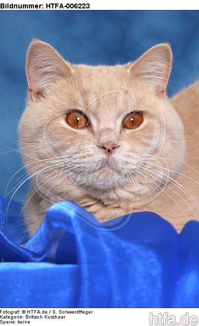 Britisch Kurzhaar / british shorthair / HTFA-006223