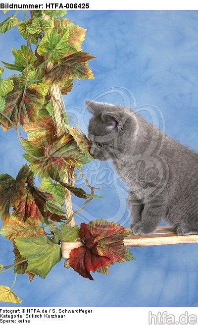 Britisch Kurzhaar Kätzchen / british shorthair kitten / HTFA-006425