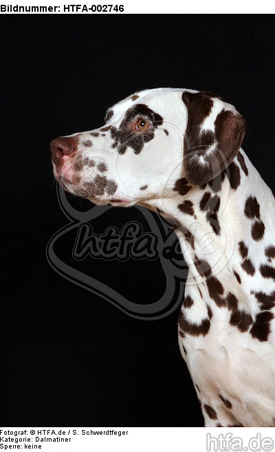 Dalmatiner / dalmatian / HTFA-002746