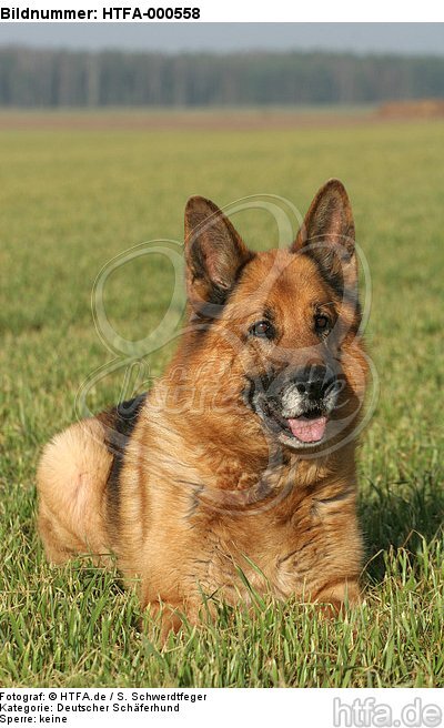 liegender Deutscher Schäferhund / lying German Shepherd / HTFA-000558