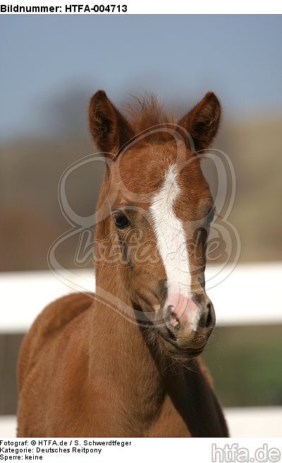 Deutsches Reitpony / pony / HTFA-004713