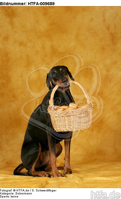 Dobermann apportiert Korb / Doberman Pinscher retrieves basket / HTFA-009689