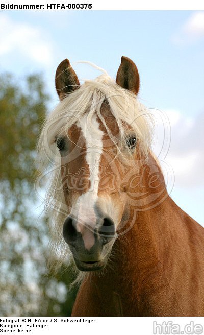 Haflinger Portrait / haflinger horse portrait / HTFA-000375