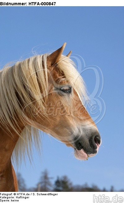 Haflinger Portrait / haflinger horse portrait / HTFA-000847