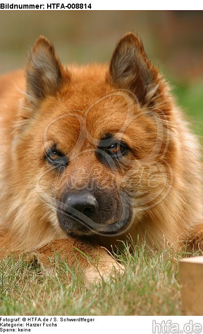 Harzer Fuchs Portrait / HTFA-008814