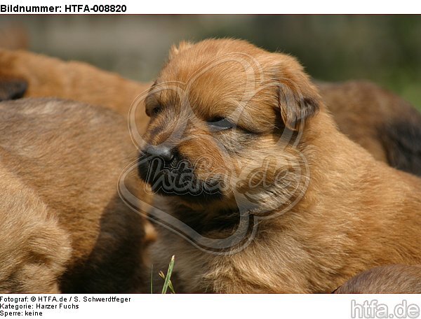Harzer Fuchs Welpe / Harzer Fuchs puppy / HTFA-008820