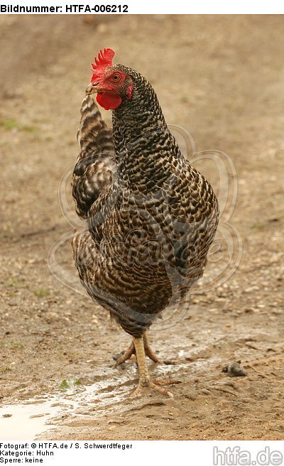 Huhn / chicken / HTFA-006212