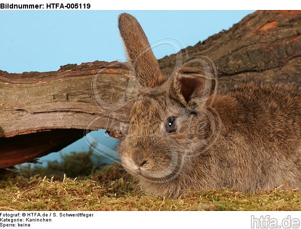Kaninchen / rabbit / HTFA-005119