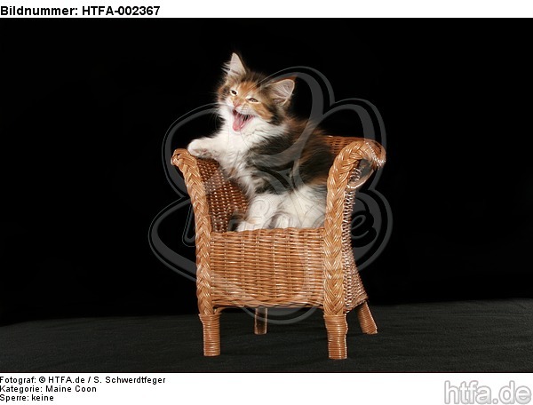 Maine Coon Kätzchen / maine coon kitten / HTFA-002367