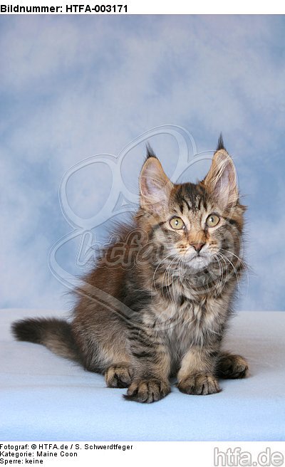 Maine Coon Kätzchen / maine coon kitten / HTFA-003171