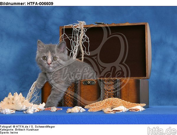 Britisch Kurzhaar Kätzchen / british shorthair kitten / HTFA-006609