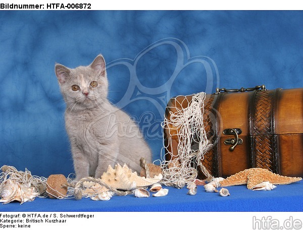 Britisch Kurzhaar Kätzchen / british shorthair kitten / HTFA-006872
