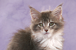 Maine Coon Kätzchen / maine coon kitten