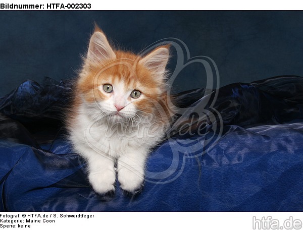 Maine Coon Kätzchen / maine coon kitten / HTFA-002303