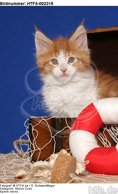 Maine Coon Kätzchen / maine coon kitten / HTFA-002315