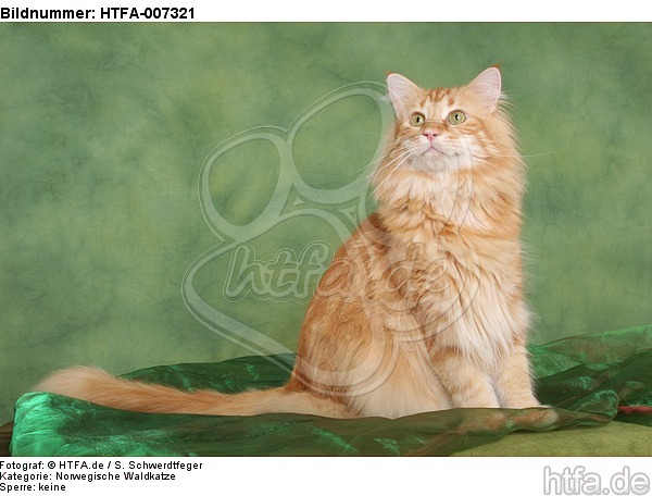 Norwegische Waldkatze / norwegian forestcat / HTFA-007321