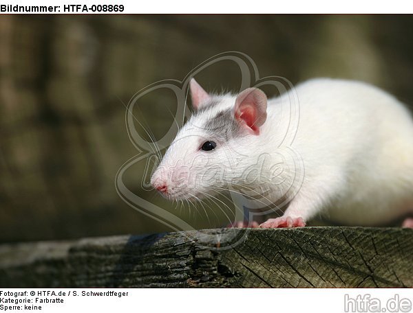 Farbratte / rat / HTFA-008869