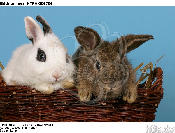 Zwergkaninchen / dwarf rabbits / HTFA-006756