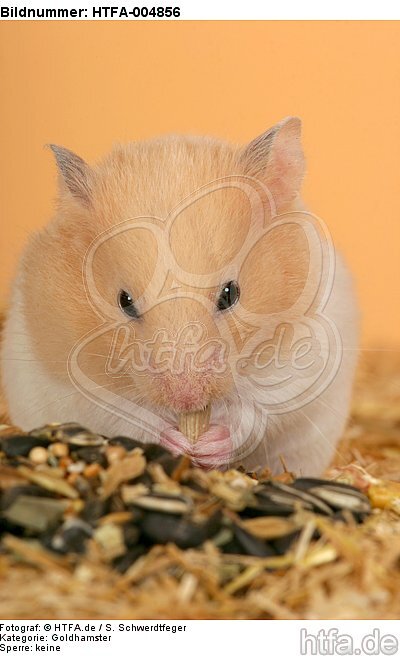 Goldhamster / golden hamster / HTFA-004856
