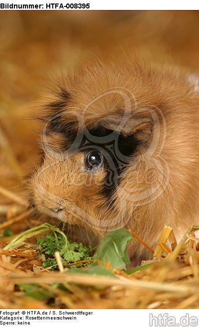 Rosettenmeerschwein / guninea pig / HTFA-008395