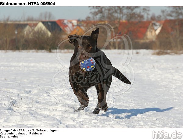 Labrador Retriever / HTFA-005804
