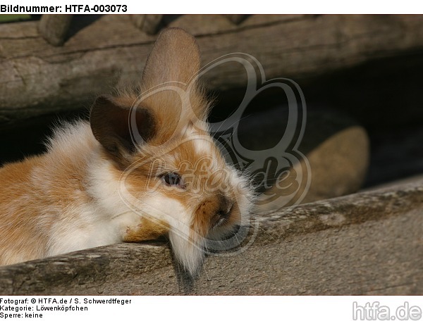 Löwenköpfchen / lion-headed bunny / HTFA-003073