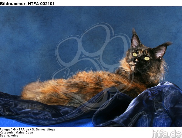 Maine Coon / HTFA-002101