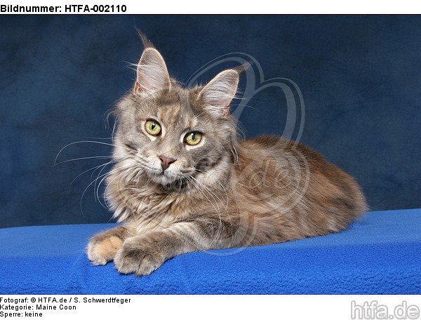 Maine Coon / HTFA-002110