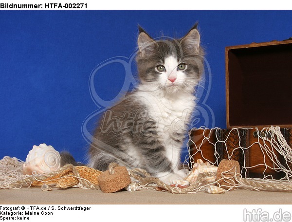 Maine Coon Kätzchen / maine coon kitten / HTFA-002271