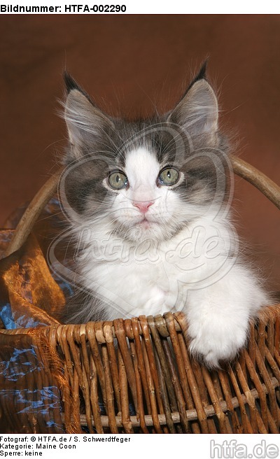 Maine Coon Kätzchen / maine coon kitten / HTFA-002290