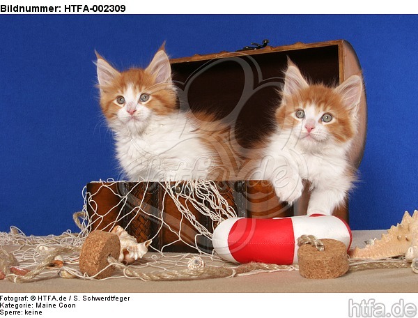 Maine Coon Kätzchen / maine coon kitten / HTFA-002309