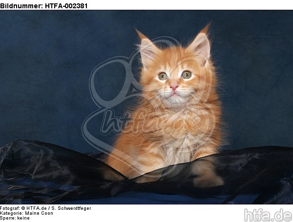 Maine Coon Kätzchen / maine coon kitten / HTFA-002381
