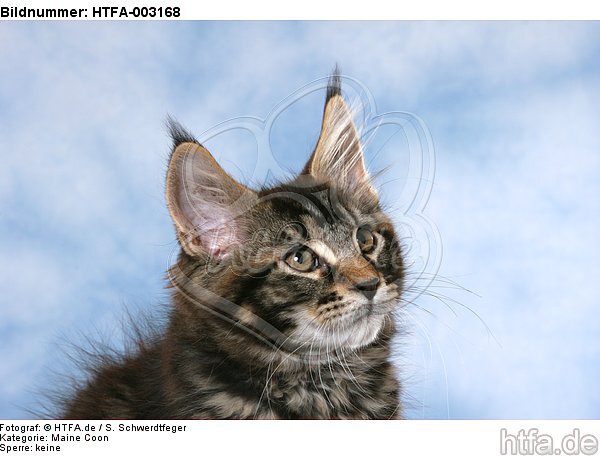 Maine Coon Kätzchen / maine coon kitten / HTFA-003168
