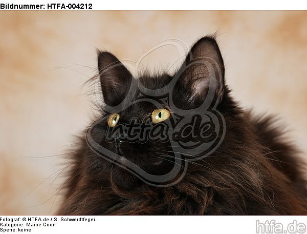 Maine Coon / HTFA-004212