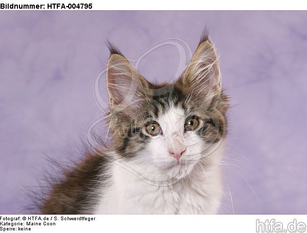 Maine Coon Kätzchen / maine coon kitten / HTFA-004795