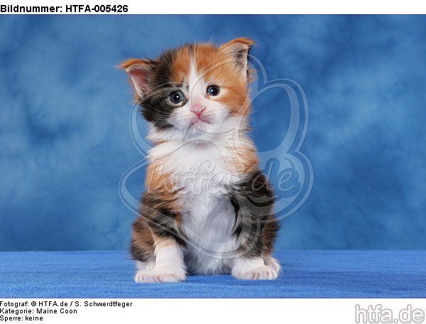 Maine Coon Kätzchen / maine coon kitten / HTFA-005426
