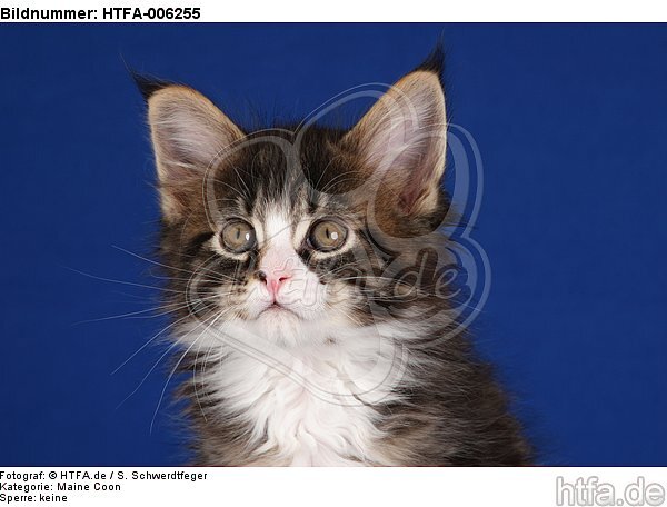 Maine Coon Kätzchen / maine coon kitten / HTFA-006255