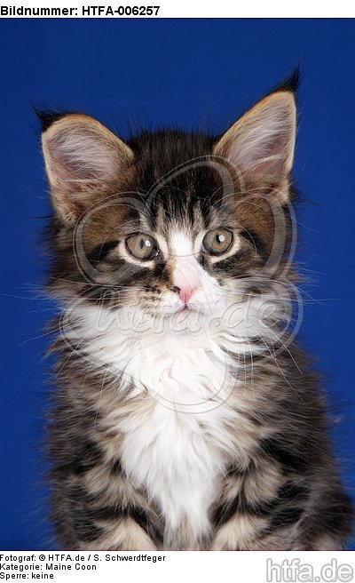Maine Coon Kätzchen / maine coon kitten / HTFA-006257