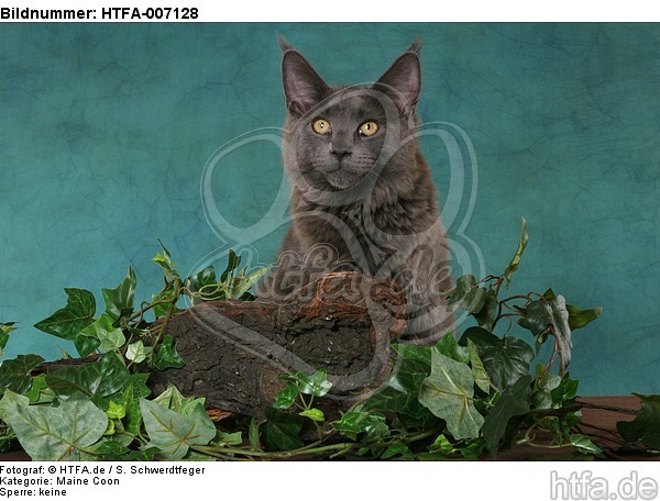 Maine Coon / HTFA-007128