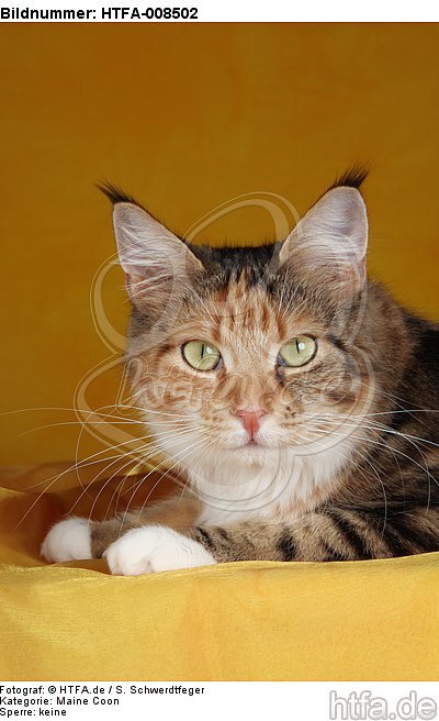 liegende Maine Coon / lying maine coon / HTFA-008502