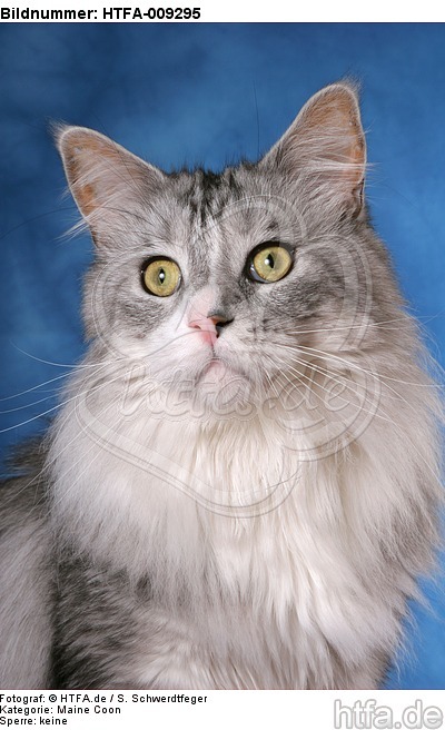 Maine Coon Portrait / HTFA-009295