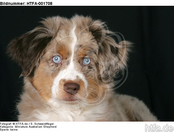 Miniature Australian Shepherd Welpe / miniature australian shepherd puppy / HTFA-001708
