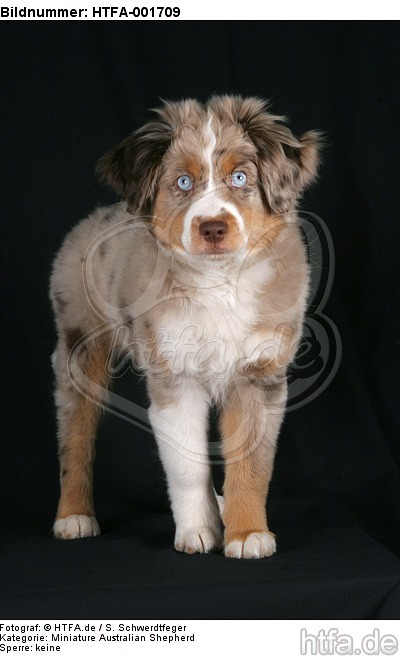 Miniature Australian Shepherd Welpe / miniature australian shepherd puppy / HTFA-001709