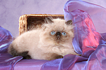 Perser Colourpoint Kätzchen / persian colourpoint kitten