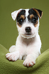 liegender Parson Russell Terrier Welpe / lying PRT puppy