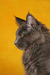 junge Maine Coon / young maine coon