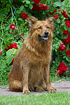 sitzender Harzer Fuchs / sitting Harzer Fuchs